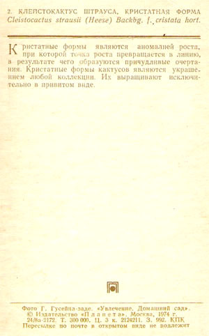 Почтовая открытка «Клейстокактус Штрауса, кристатная форма» - 1974г., СССР