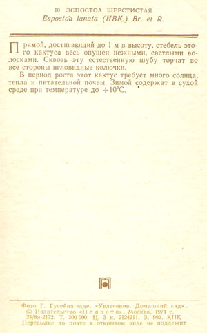 Почтовая открытка «Эспостоа шерстистая» - 1974г., СССР